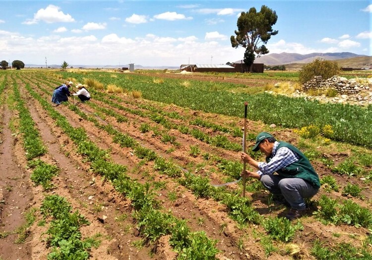arequipa-agricultura-1